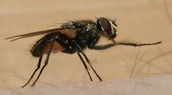 Ich habe mich hingesetzt im Jura und wollte eine Fliege f... by Steven Christen 